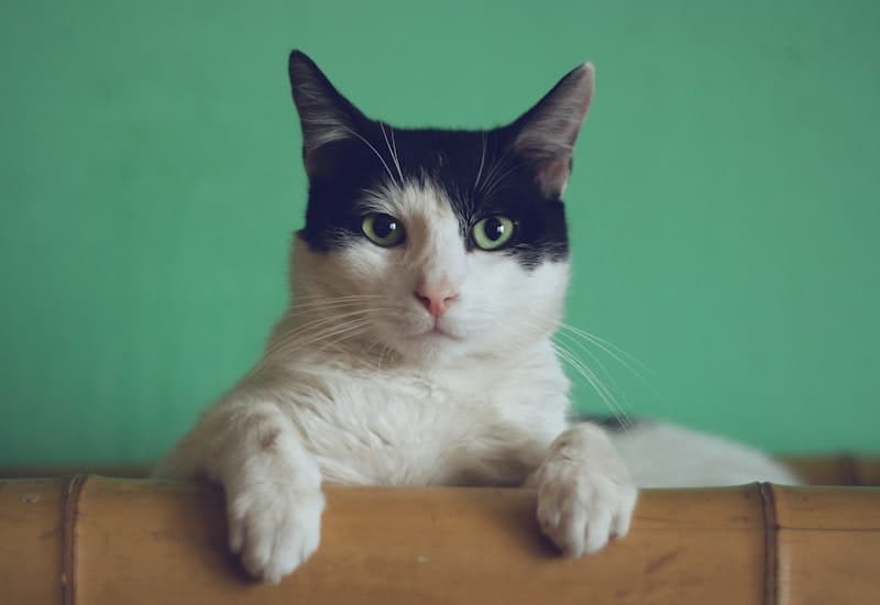 Episode 1: Naughty Tiddles